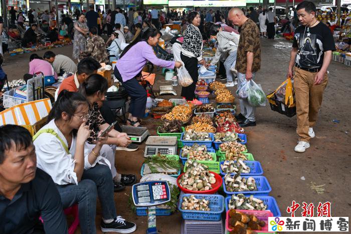 食用菌专家孙达锋：为“云南菌子”固本立标长